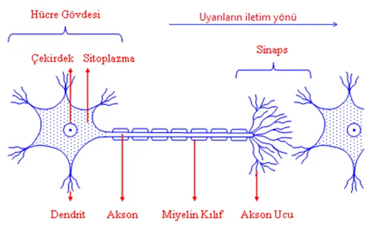 Bir Sinir Hücresi (Nöron) ‘un Temel Yapısı